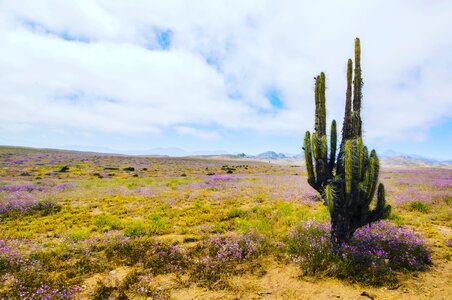 Flowering desert flowers chile