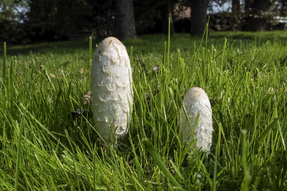 Porcelain comatus tintenpilz mushroom
