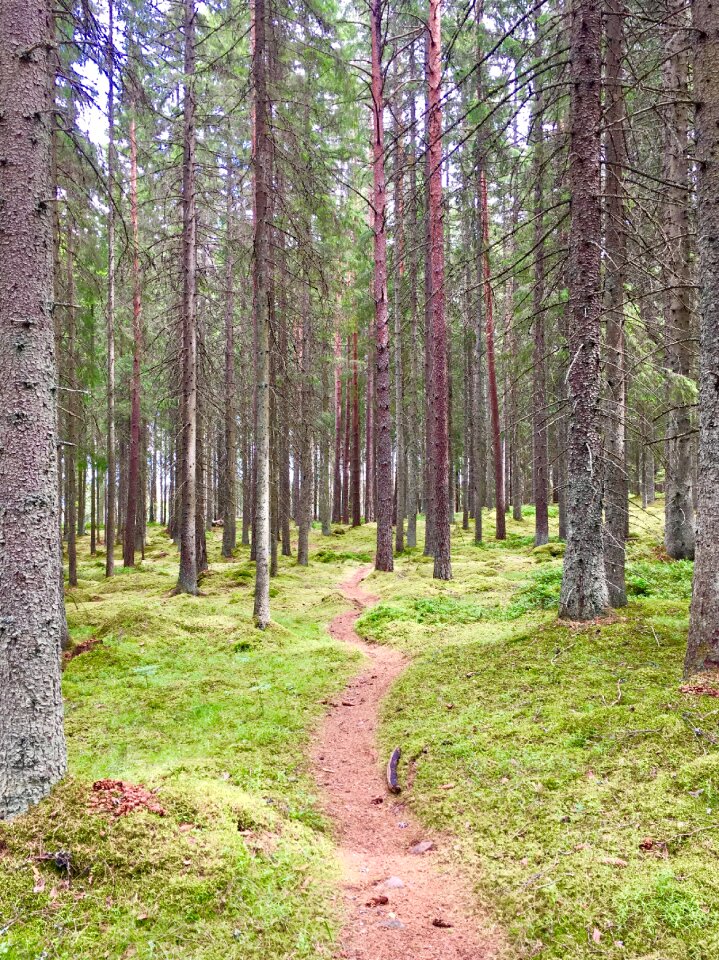 Forest calm path