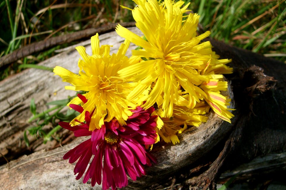 Flowers composition nature