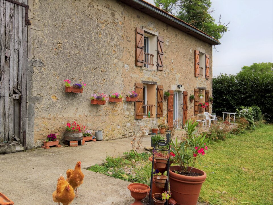 France chickens farm