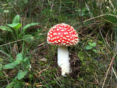 Mushroom picking autumn nature