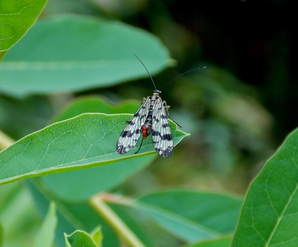Flying insects mecoptera proboscis