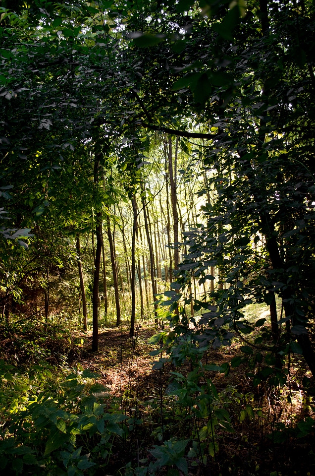 Hungary bakony trees