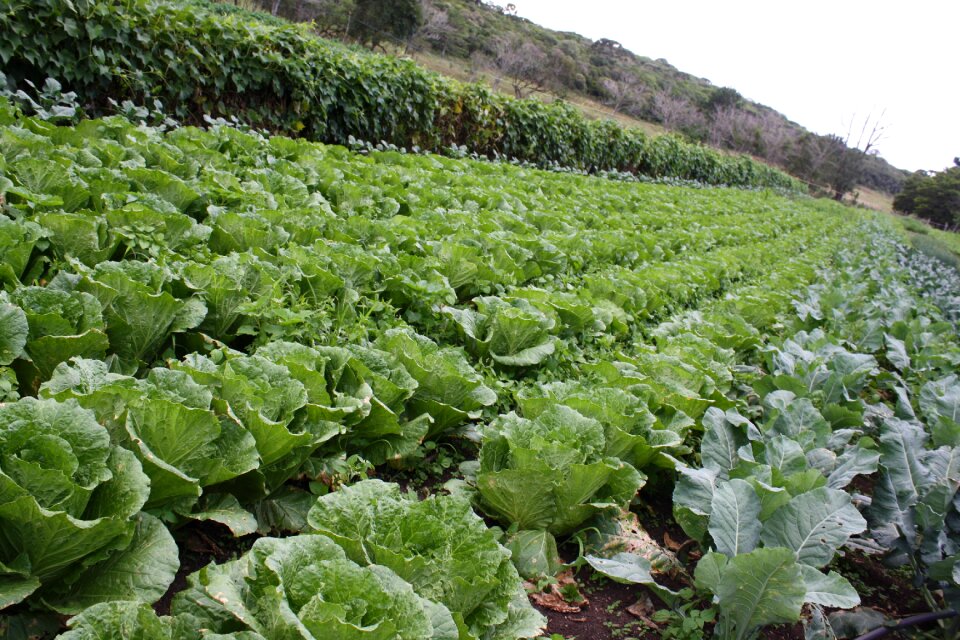Lettuce roça green