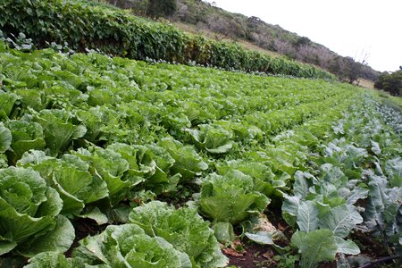 Lettuce roça green photo