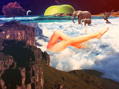 Sea elephant nature