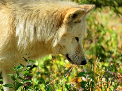 Sniffing smelling hunting photo