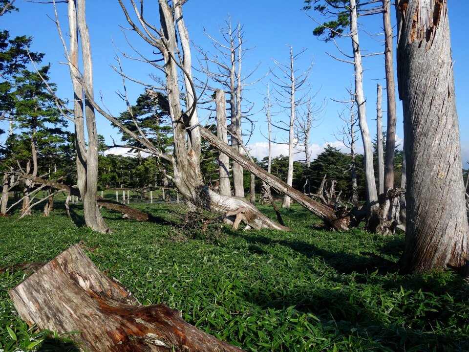 Countries like the former soviet union 原山 masaki hara dieback