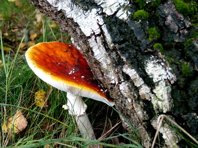 Birch forest mushroom