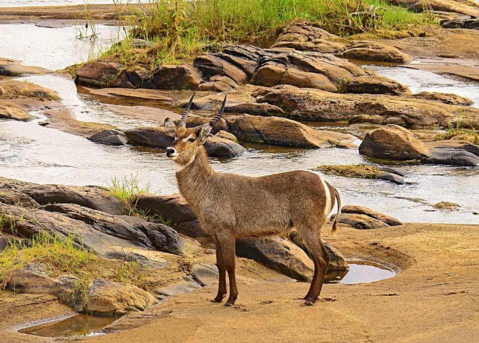 Buck kruger savannah