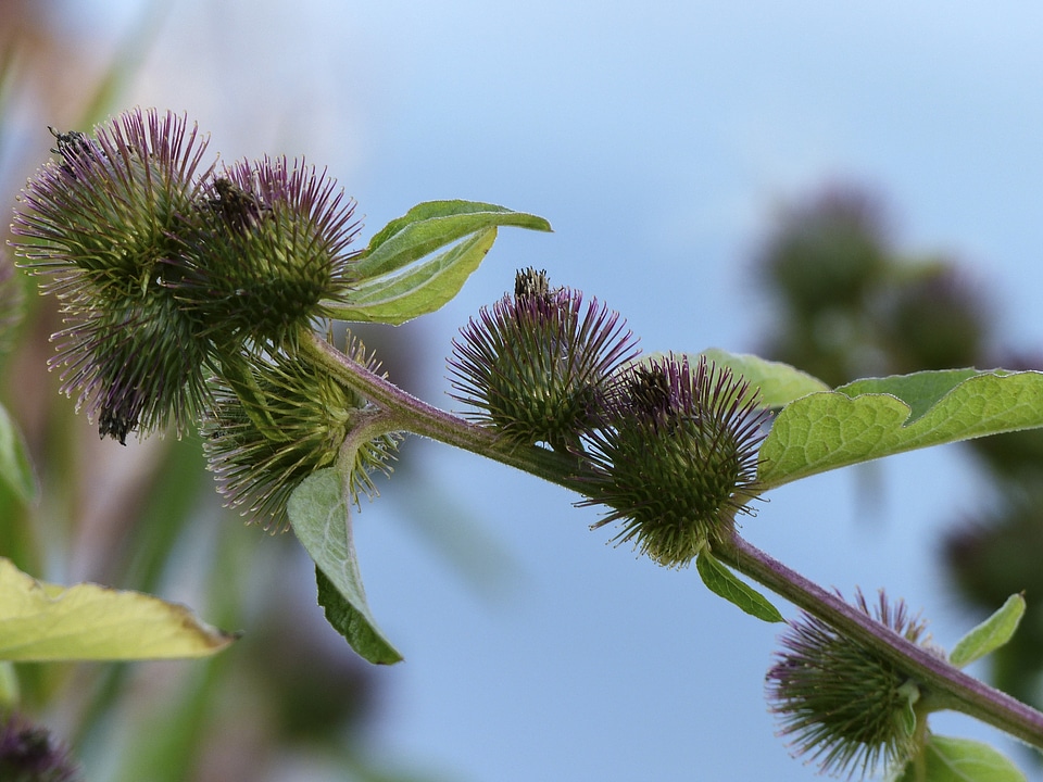 Wild plant flora blossom
