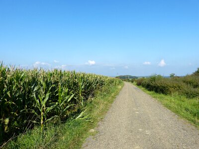 Agriculture corn landscape photo