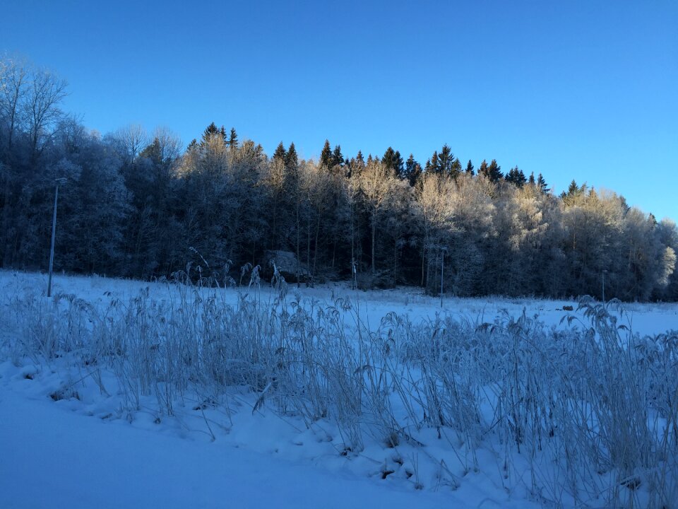 Forest snow sweden