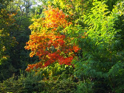 Fall colors tree light photo
