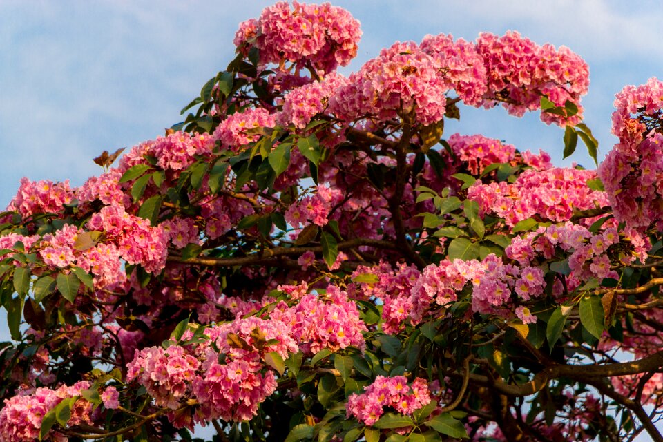Flowers flower rosa