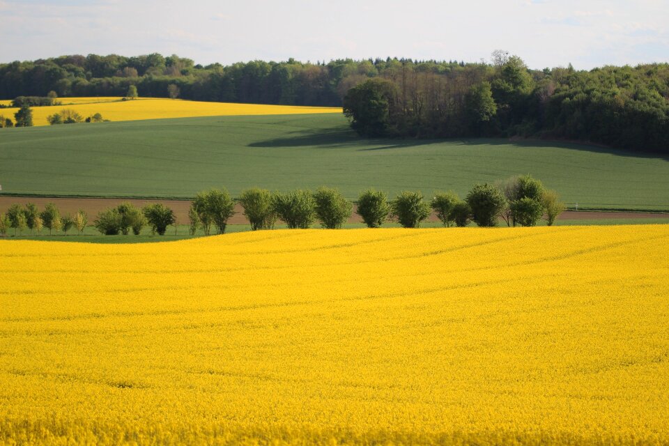 Nature spring yellow flowers