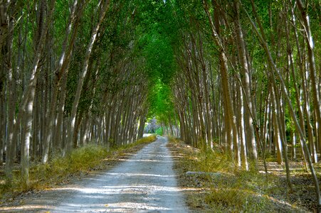 Trees lush nature