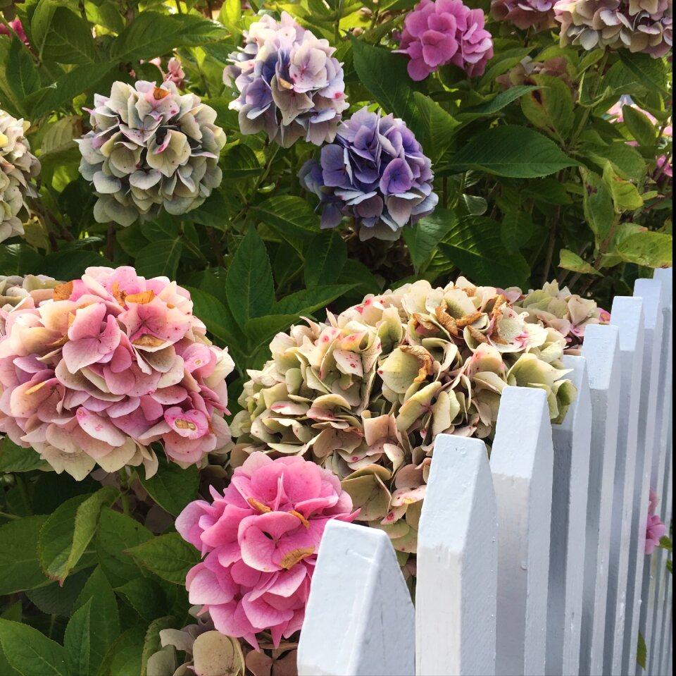 Picket fence hydrangea have