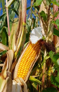 Fodder plant fodder maize bindweed photo