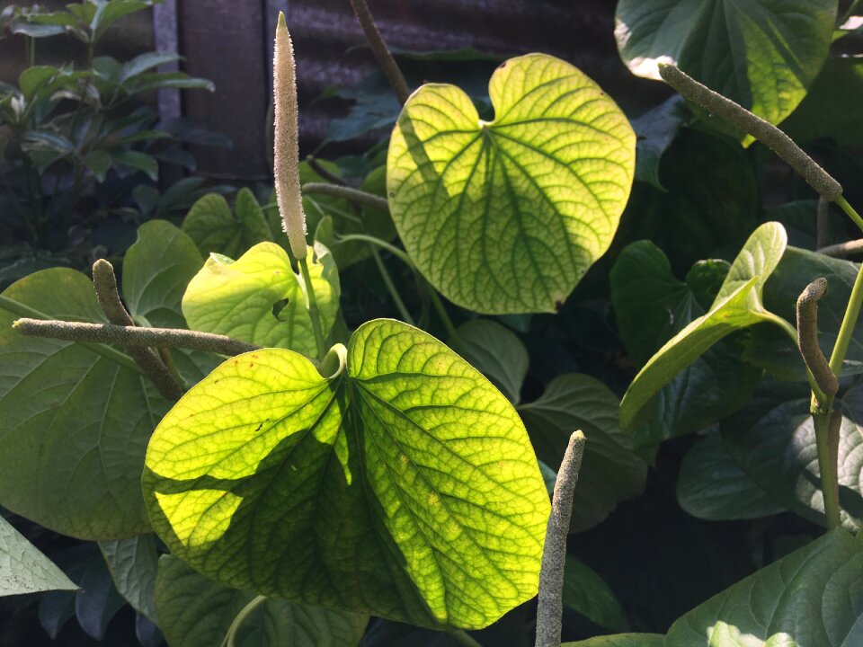 Green leaf garden plant green