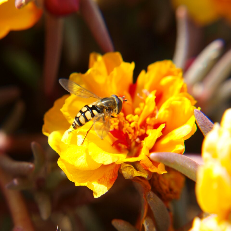 Bee sucking pollen