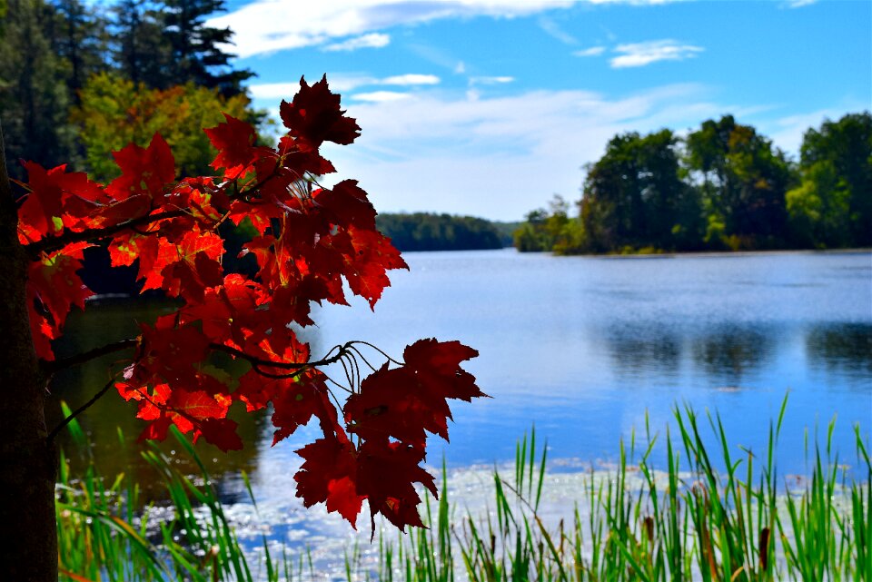 Autumn nature grass