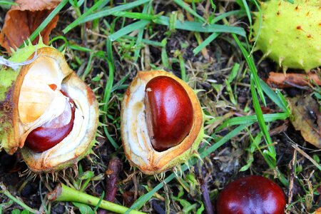 The fruits of horse chestnut tree autumn photo