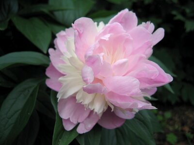 Peonies flowers flora photo