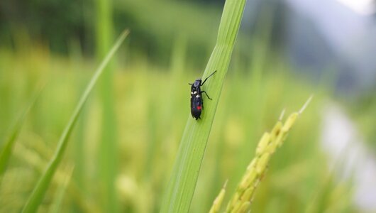 Rice insect natural