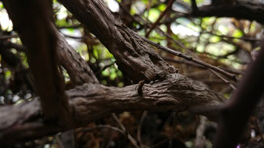 Bark forest rough photo