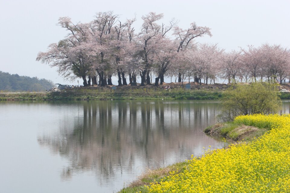 Cherry flowers the grasslands spring