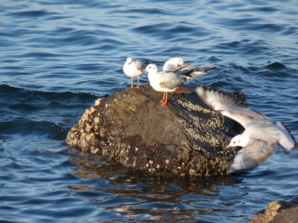 Seagull sea cliff