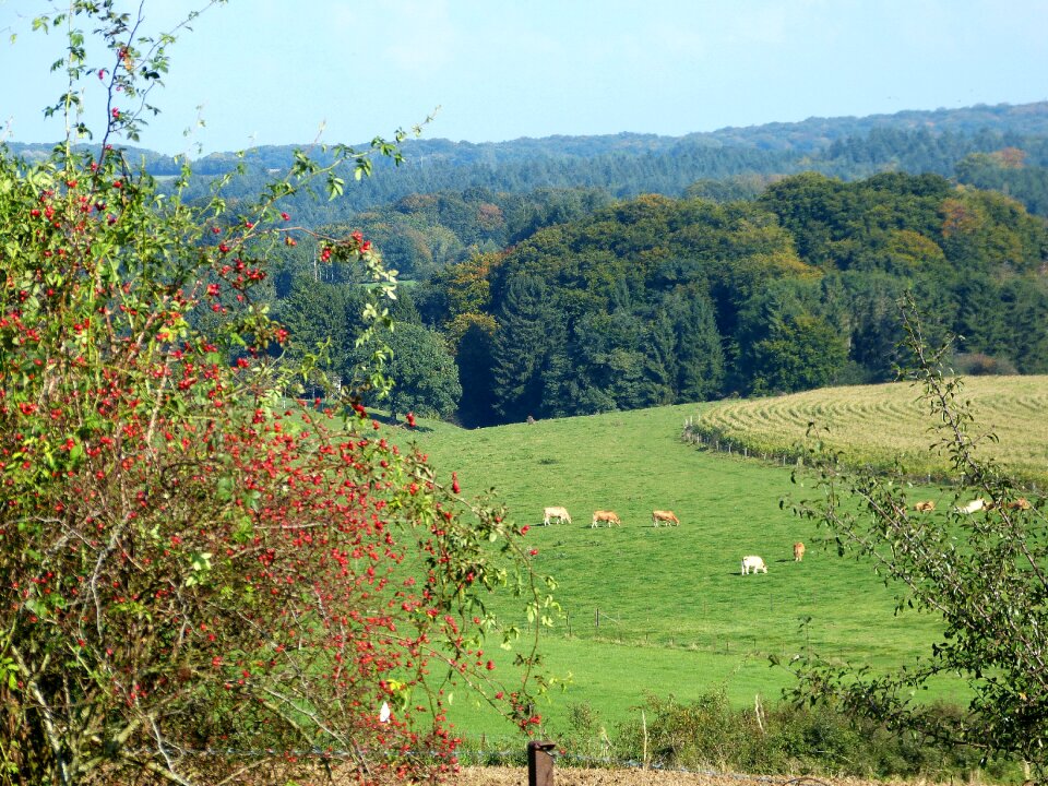 Forests green vision