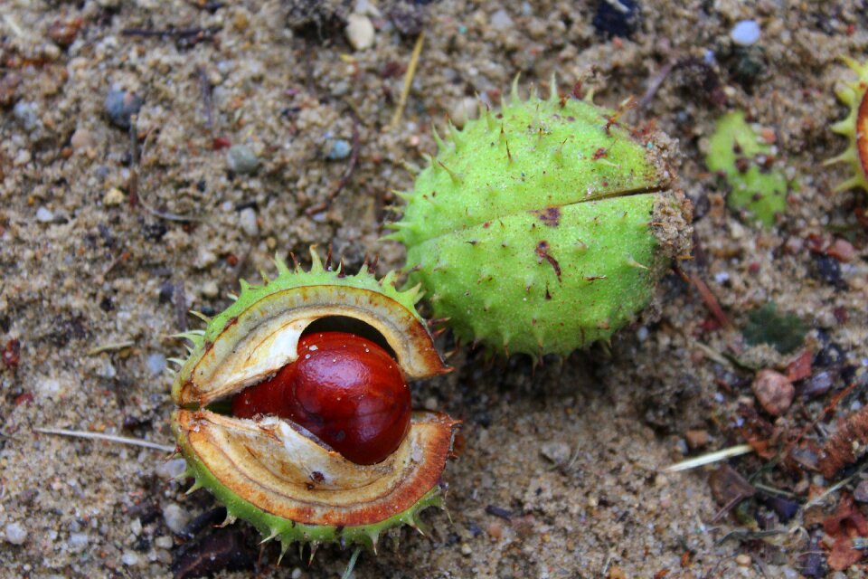 In shell spikes autumn