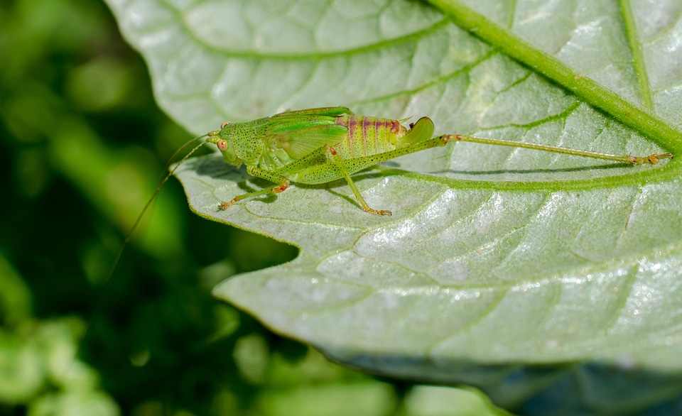 Green insect arthropod