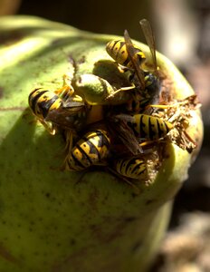 Para eating insecta