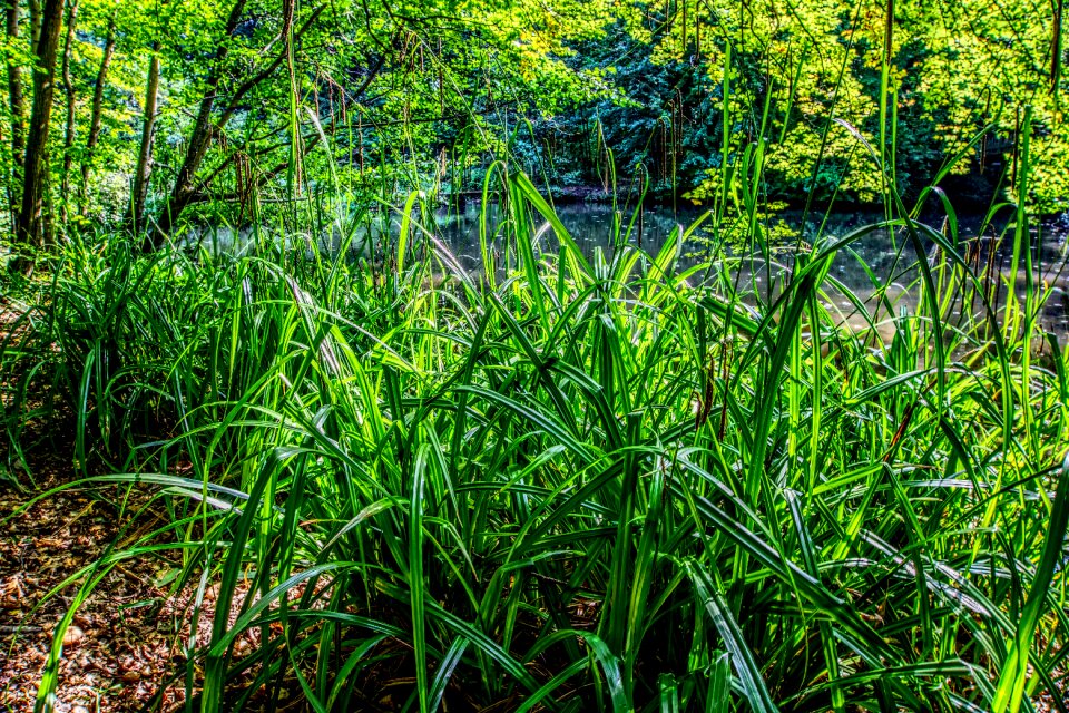 Bush shrubs green