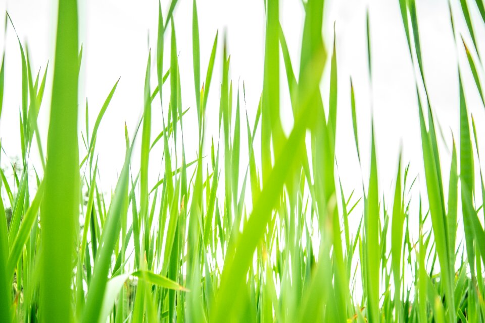 Summer green field photo