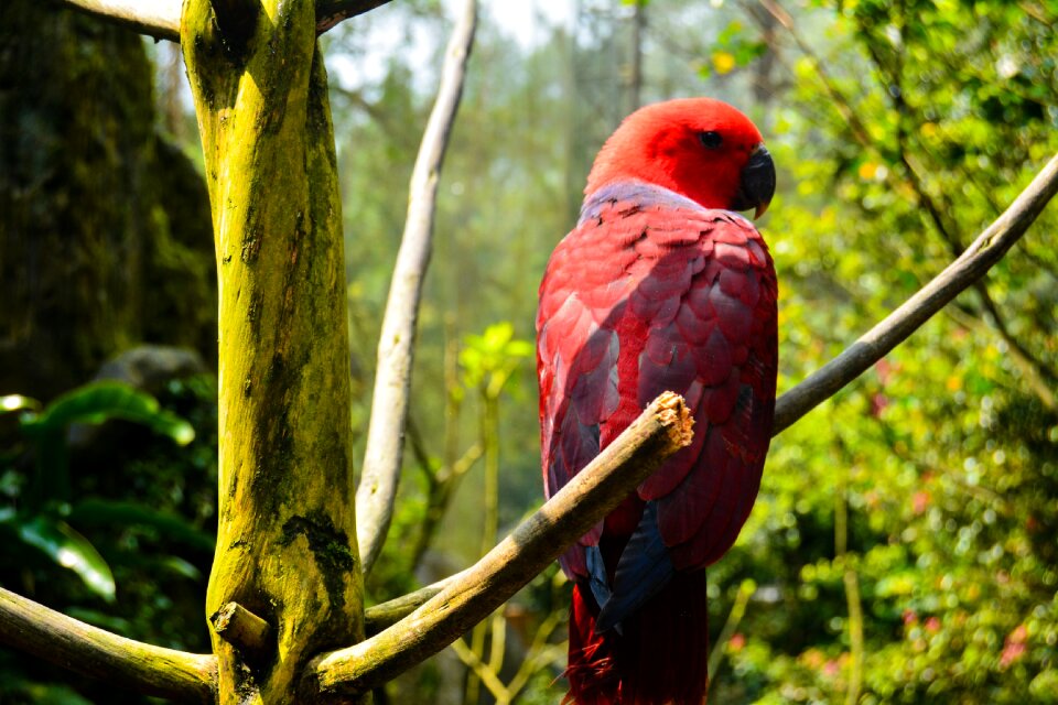 Indonesian garden nature