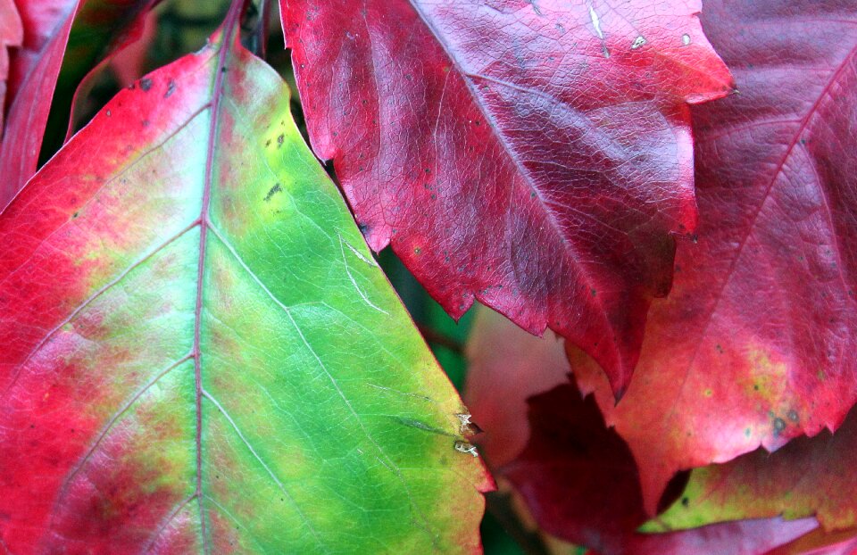 Autumn nature red leaves