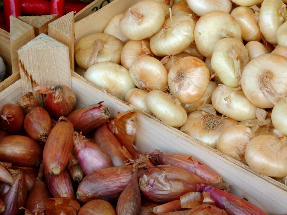 Food vegetable onion spring onion