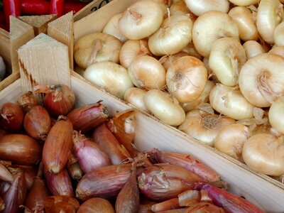 Food vegetable onion spring onion