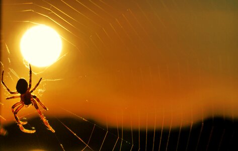 Cobweb insect cobwebs