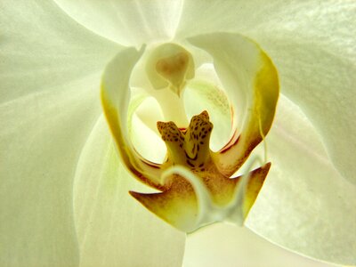 Nature blossom tropical photo