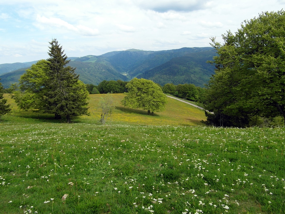 Flowers tree meadow photo