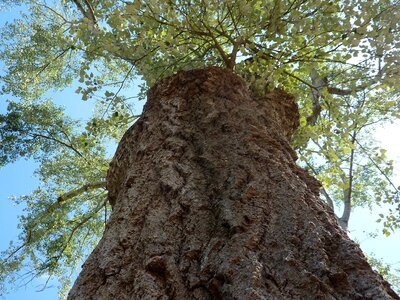 Nature trunk tree trunk