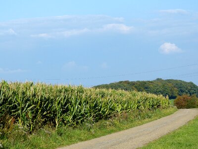 Agriculture corn landscape photo