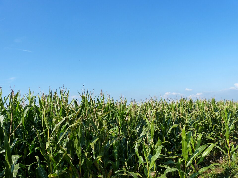 Agriculture corn landscape