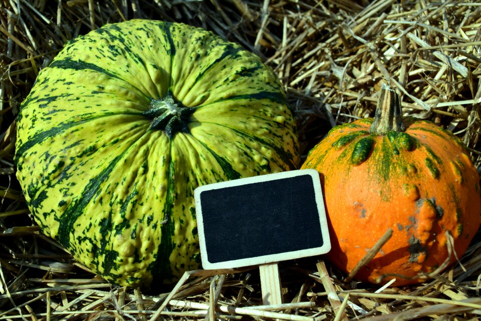 Orange pumpkins autumn october